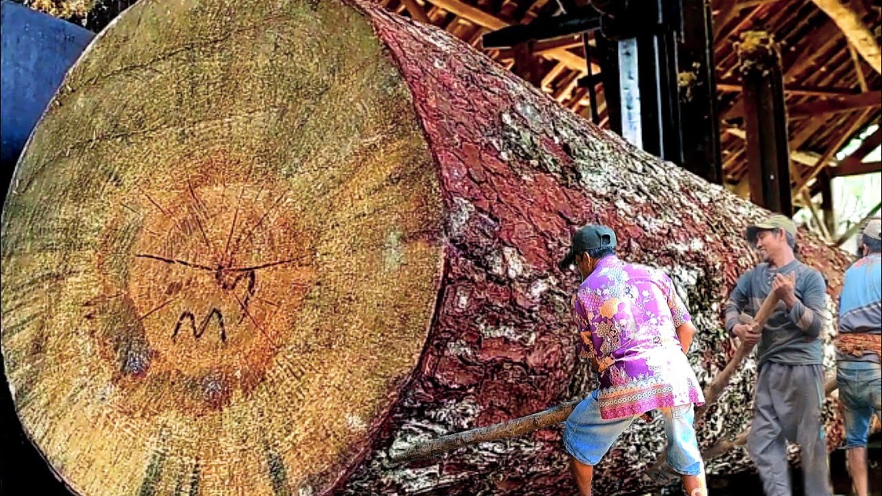 Sawmill Most Satisfying - Sawing Big Softwood Skinned Like A Crocodile