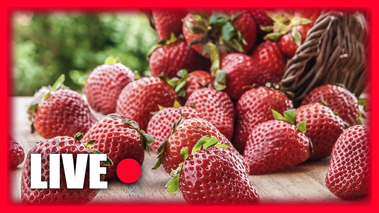 🔴 malo alergija na jagode malo strim 🔴