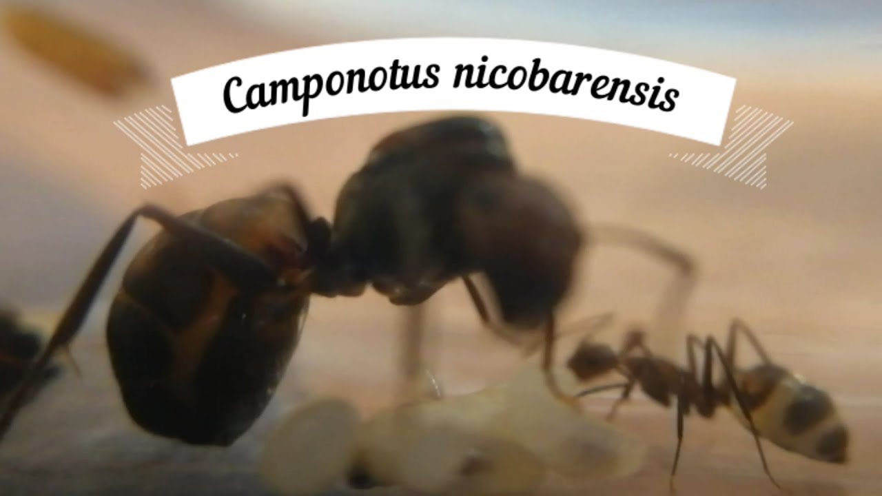 1. Мое знакомство с Camponotus nicobarensis