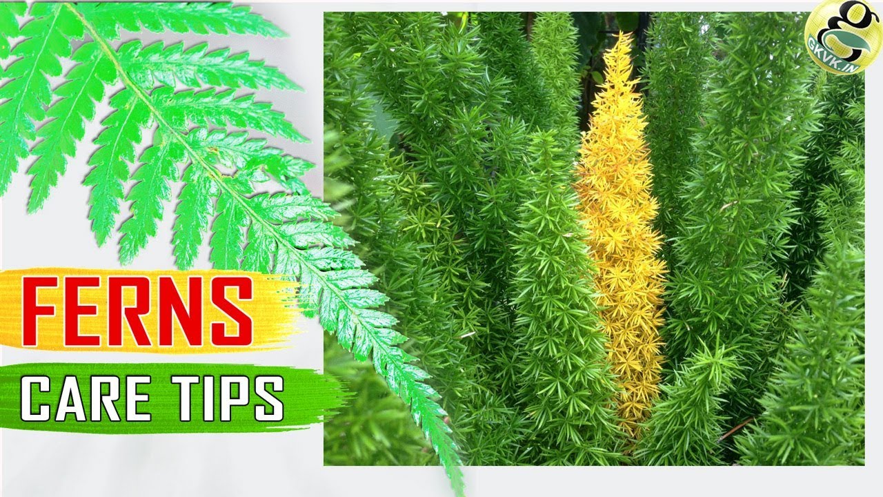 House Ferns: Care Tips | Christmas Fern, Boston Fern, Foxtail Fern, Asparagus Fern Care: Garden Tips