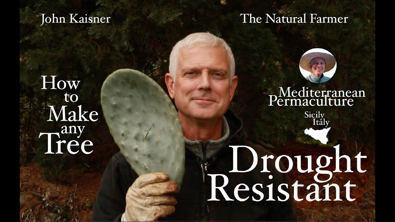 How to make any tree resistant to drought - (Fichi d'India/Paddle Cactus/Prickly Pear) John Kaisner