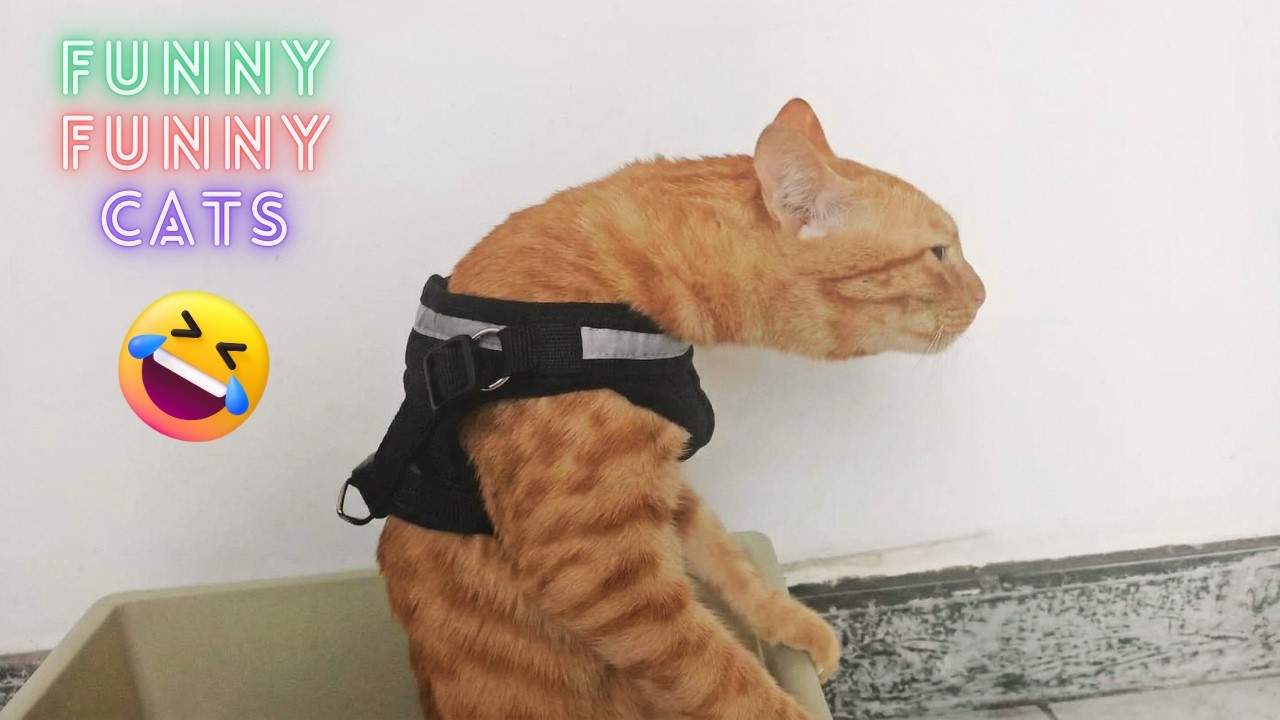 2 Hours of Pure CAT CHAOS 🤣| Hilarious Fails & Funny Moments