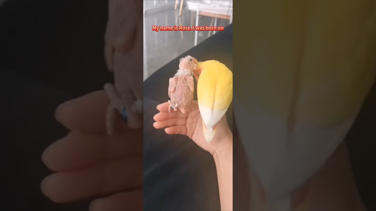 (part 1)A serialized story of a parrot infected with PBFD virus.The real story begins