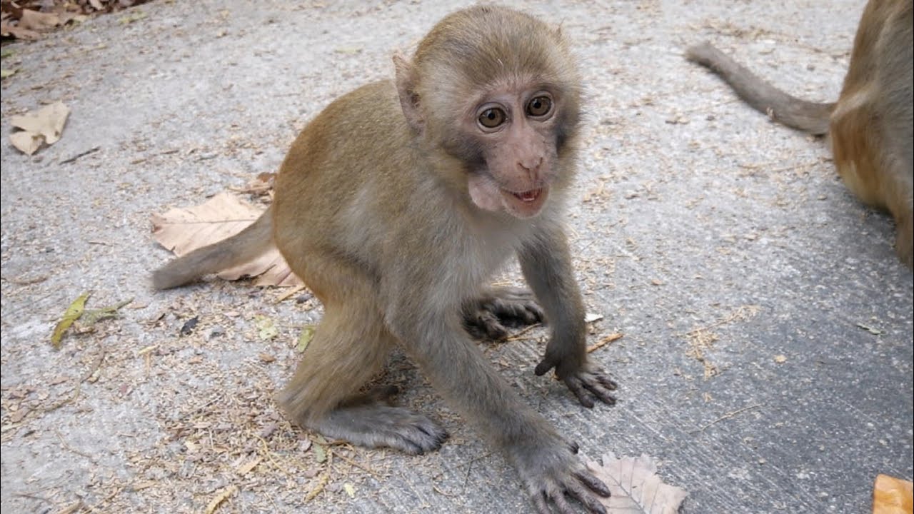 I picked fruit from my garden for the monkeys.