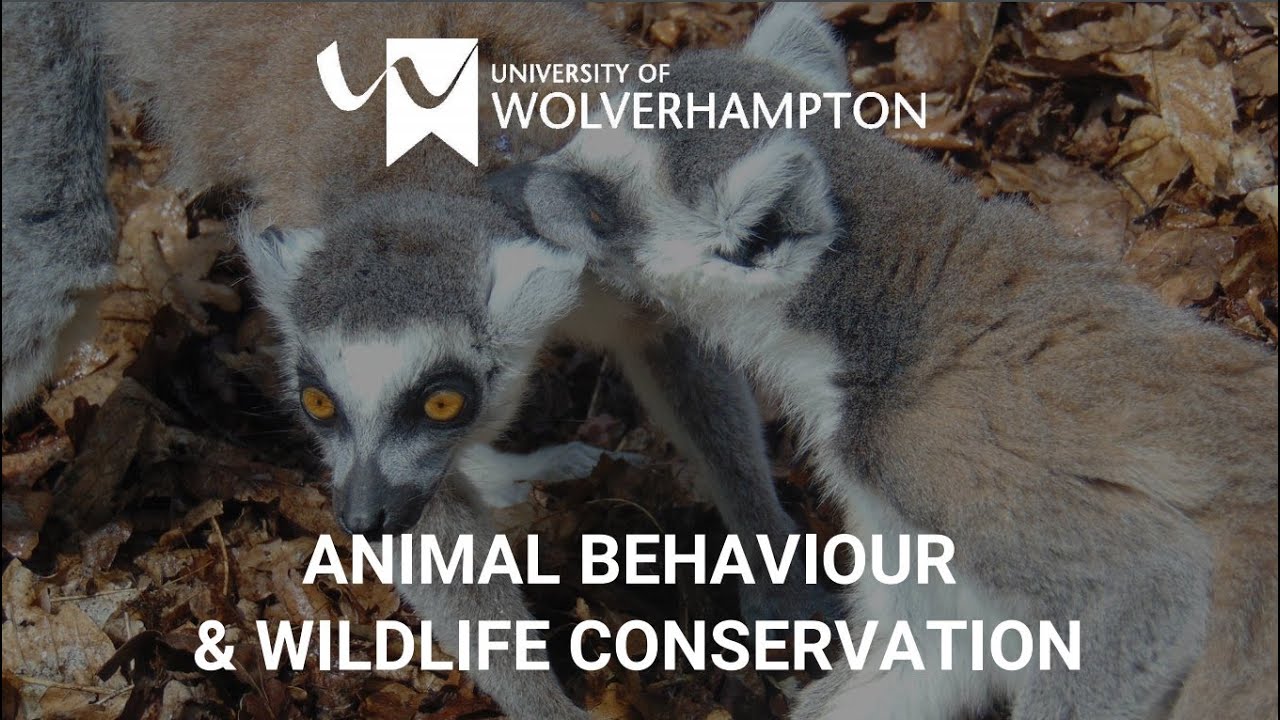 Conservation Career Advice with Ellesse