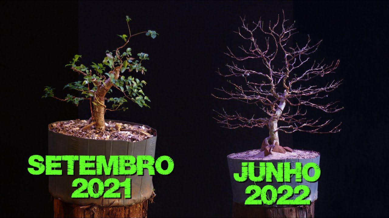 Bonsai de Jabuticabeira / Desfolha - Aramação - Estilização 