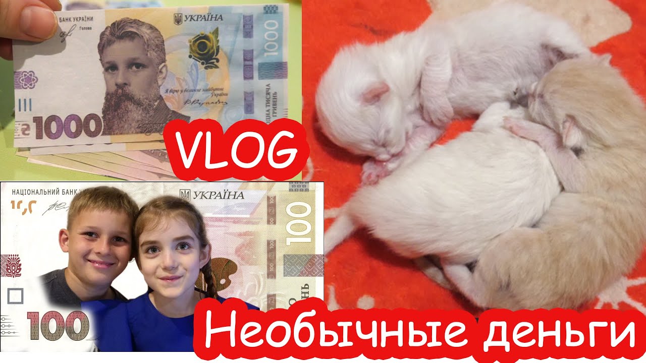 VLOG Напечатала деньги. Котята подрастают