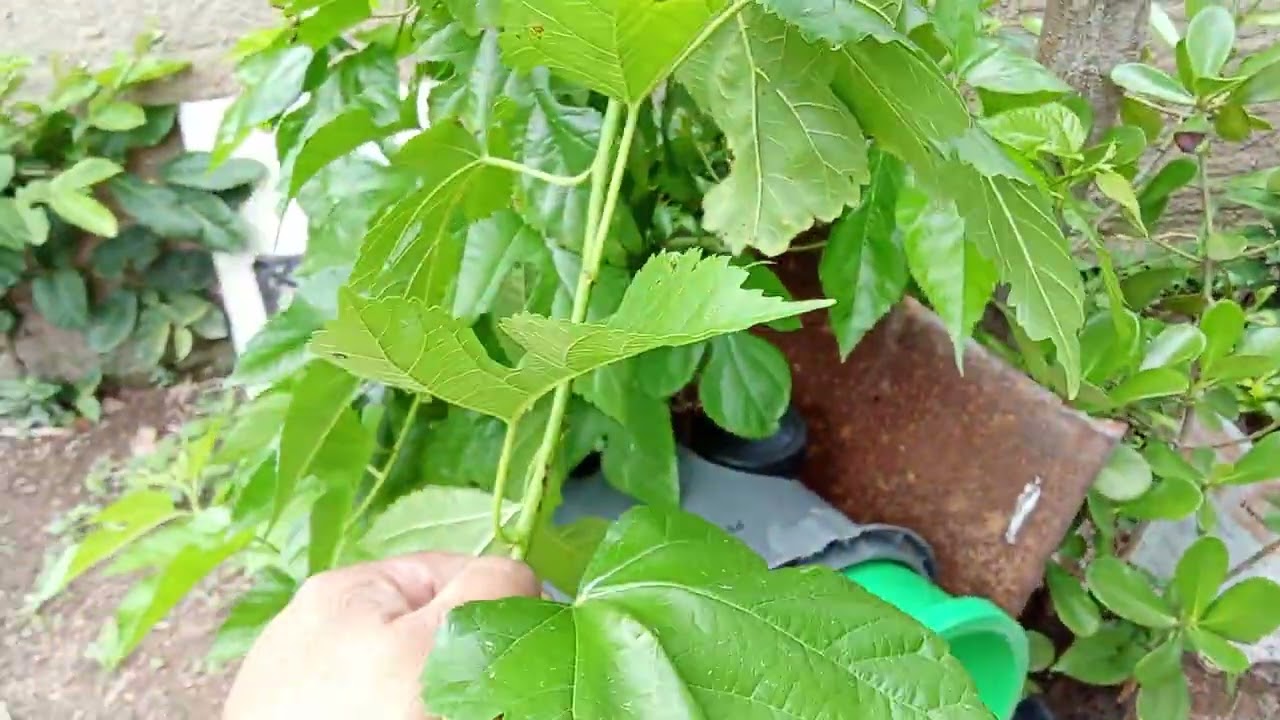 Passeio no terreno e mostrando as frutíferas 