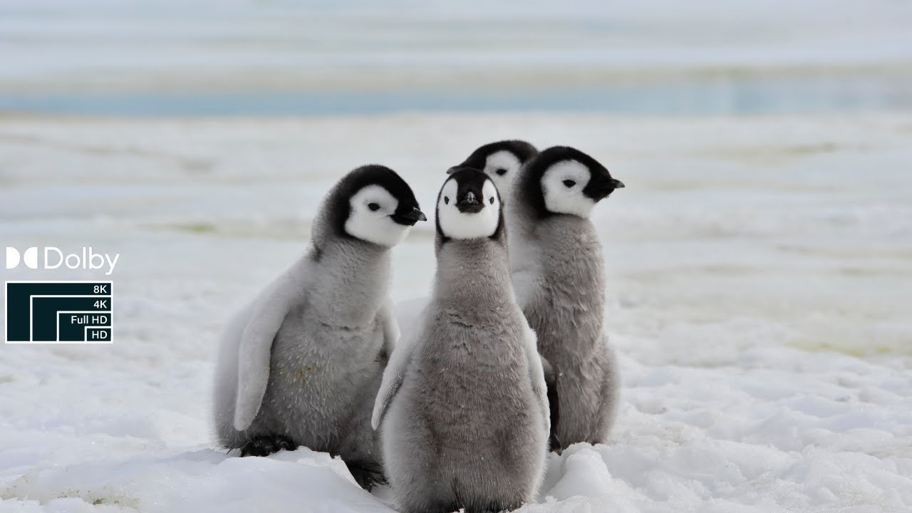 Penguins 8k videos, ,PEnguin 4K video,8k penguin video hd,penguin 8k,baby penguin