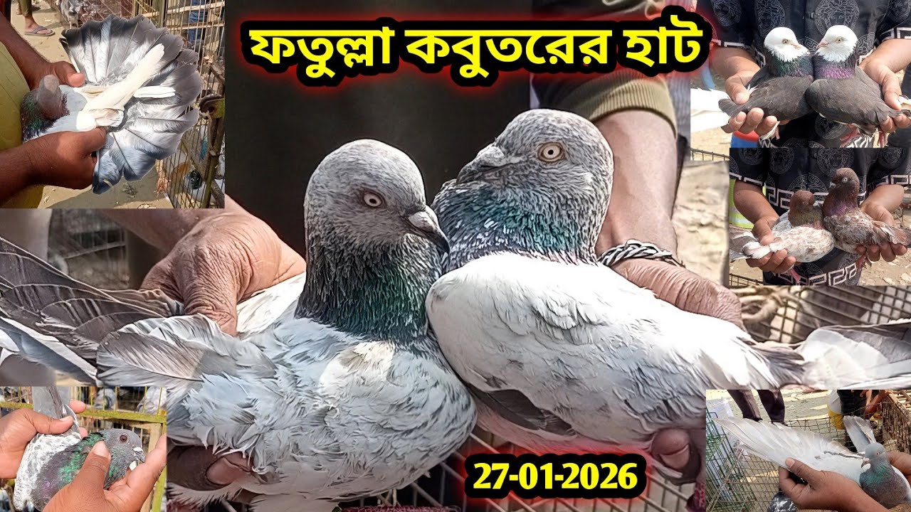 27-01-2026 ফতুল্লা কবুতরের হাট | ২৫০ টাকায় কবুতর কিনুন | কম দামে কবুতর | Pigeon market price in bd 