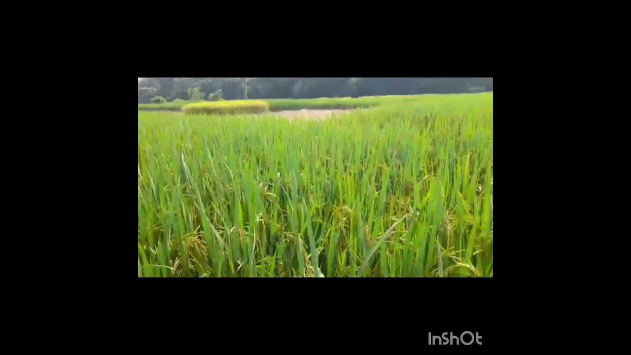 Fields in Alampur during October 