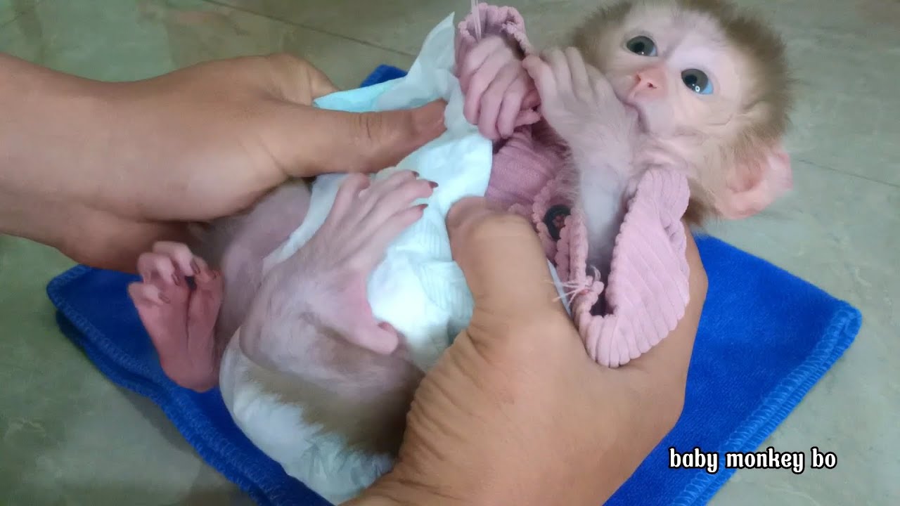 Baby monkey first day wearing diapers
