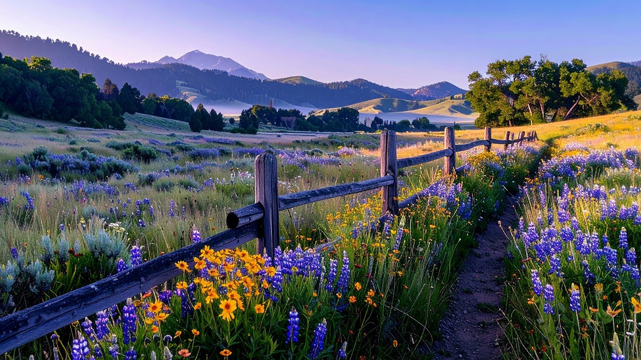 Meadow Relaxing Birds, Soft Wind Nature Sounds for Sleep & Relaxation