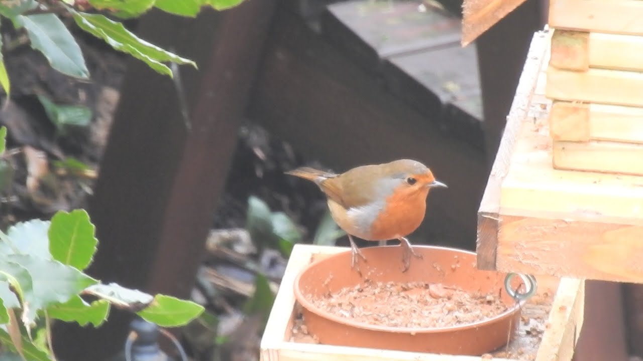 2 Robin Red Breasts. Feed the birds UK 02 02 26