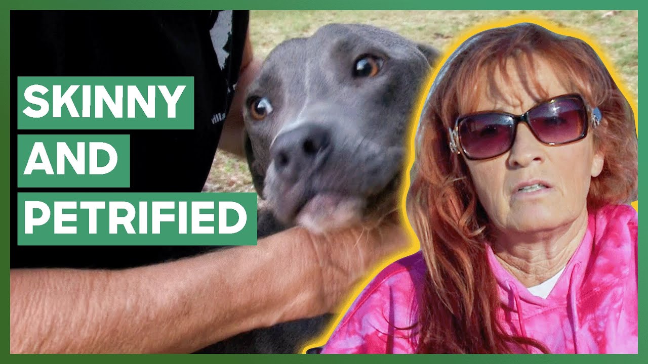 Tia Saves A Pit Bull From A 