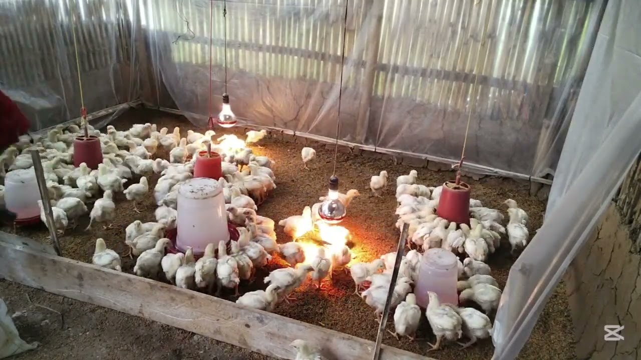 Boiler poultry farm in Nepal September 13, 2025