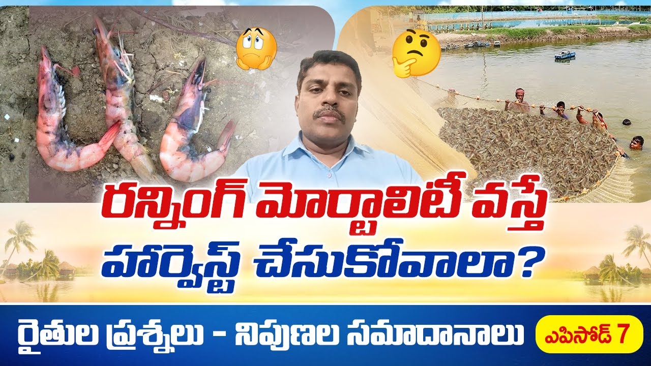 Is  harvest mandatory when shrimp effected with running mortality syndrome | Aquaculture