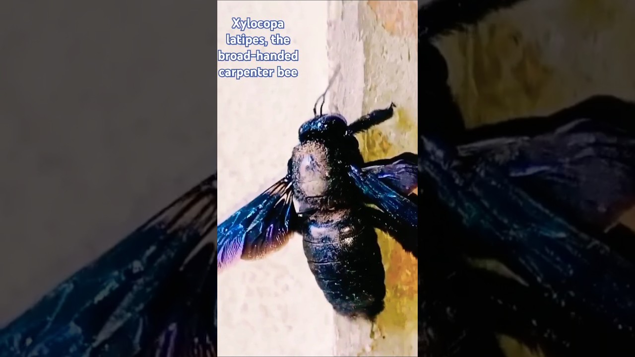 #Xylocopa