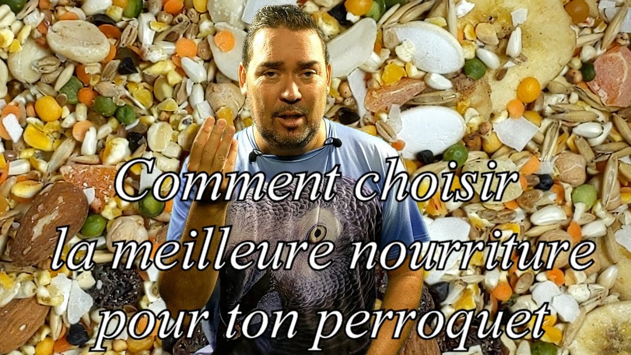 Comment bien nourrir ton perroquet - How to feed your parrot properly