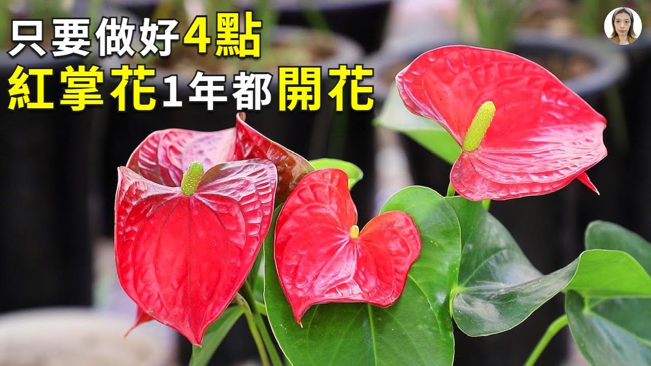红掌花这样养，花朵大，花期长|火鹤花| Anthurium andraeanum|花花世界