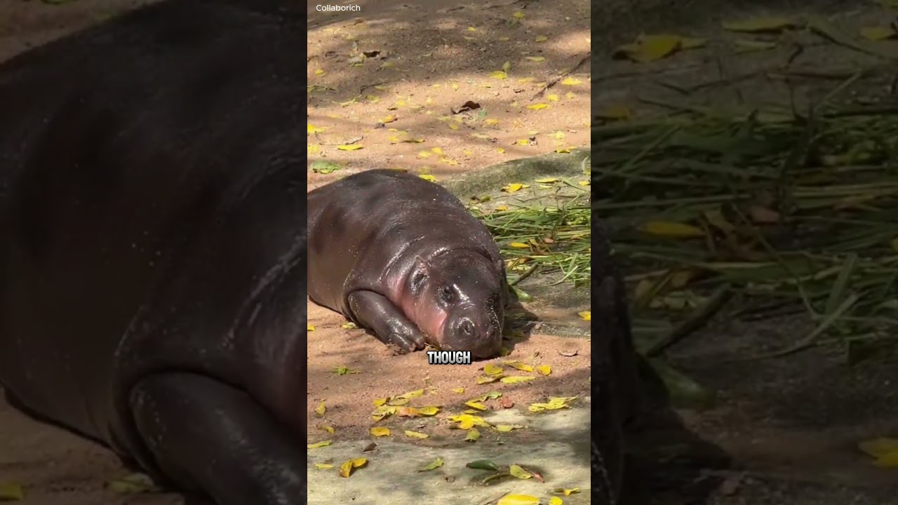 Meet Moo Deng The Sassiest Pygmy Hippo  #wildlife