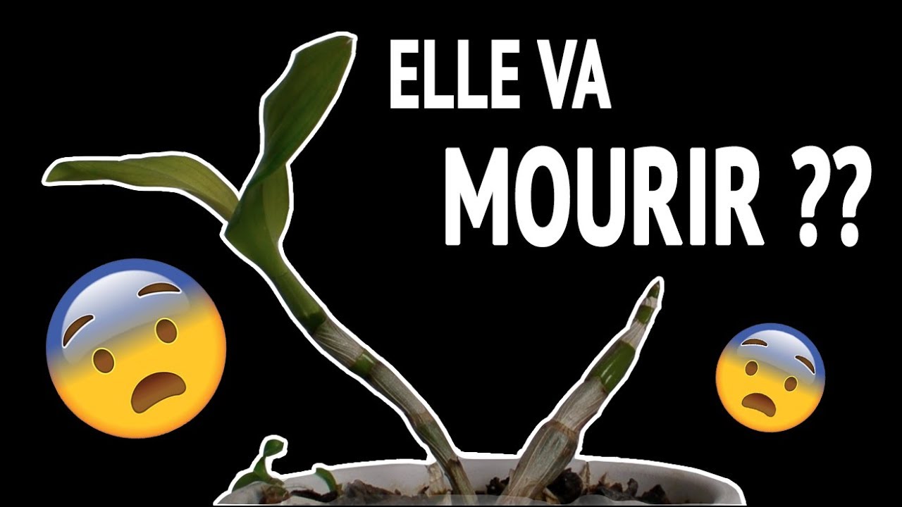 Mon orchidée est-elle en train de mourir??