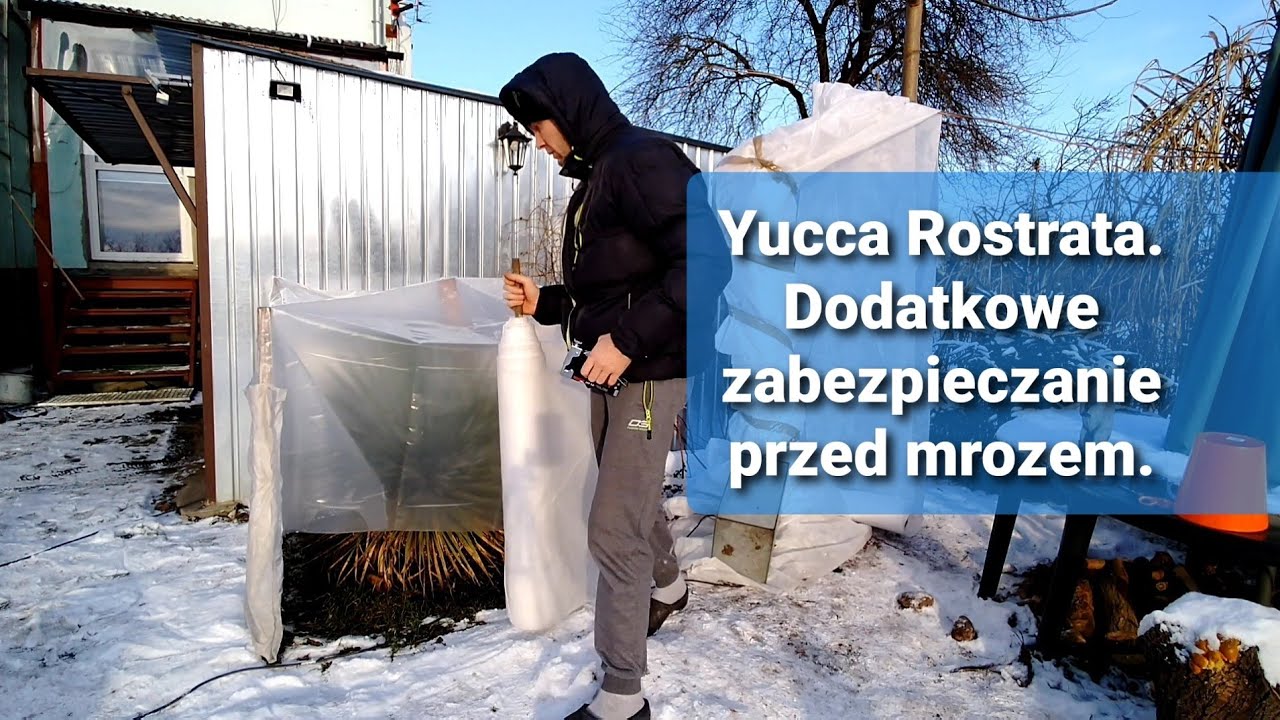 👌#1252-✅Yucca juka rostrata od nasionka. Dodatkowe zabezpieczenie w razie dużych mroz&oacute;w. Poradnik. 👍