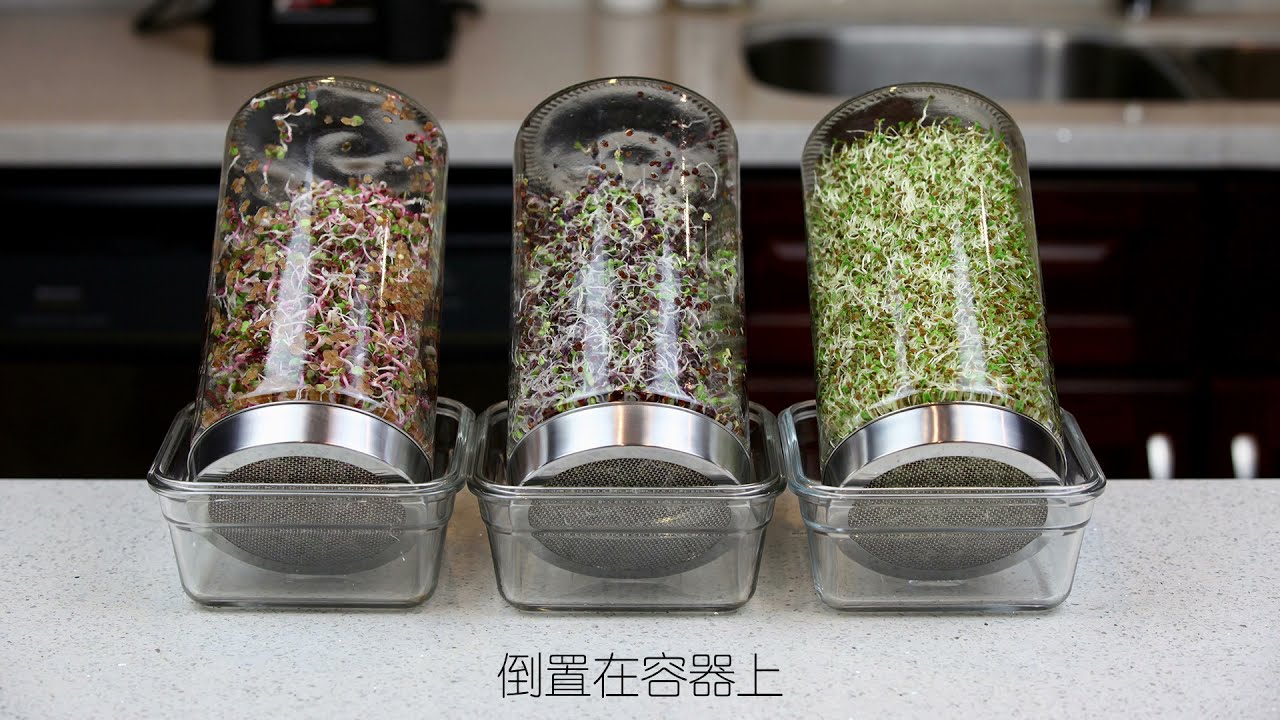 五天輕鬆收穫有機苜蓿芽西蘭花紫甘藍紅蘿蔔芽菜
