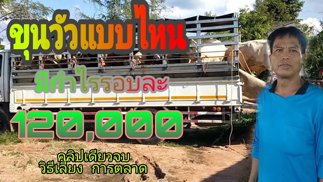 เลี้ยงวัวขุนไปขายที่ไหน ถึงมีกำไรรอบละ 120,000 ปีเดียวมีรายได้เป็นล้าน