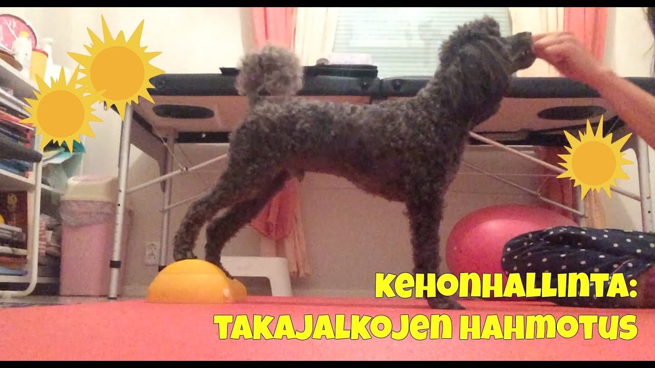 Miten opetan koiran hahmottamaan takajalkansa paremmin?