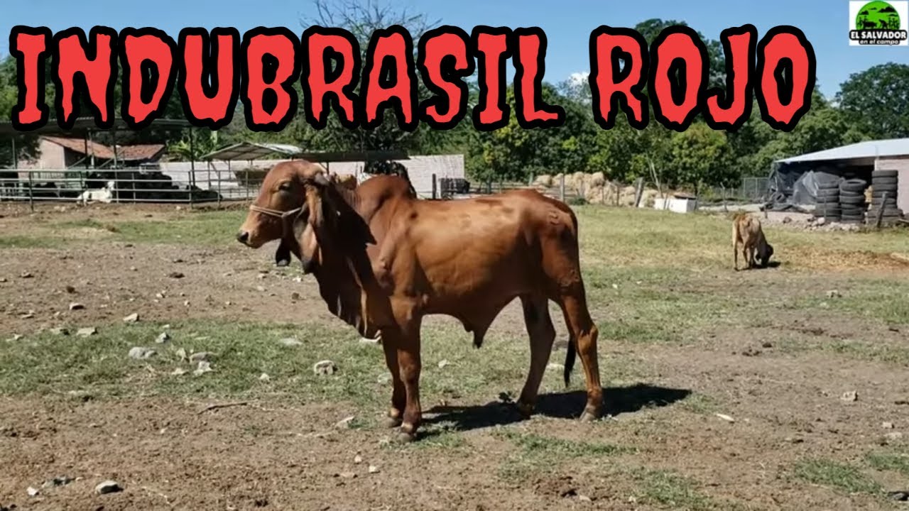 Indubrasil Rojo y Gyr - El Salvador en el Campo