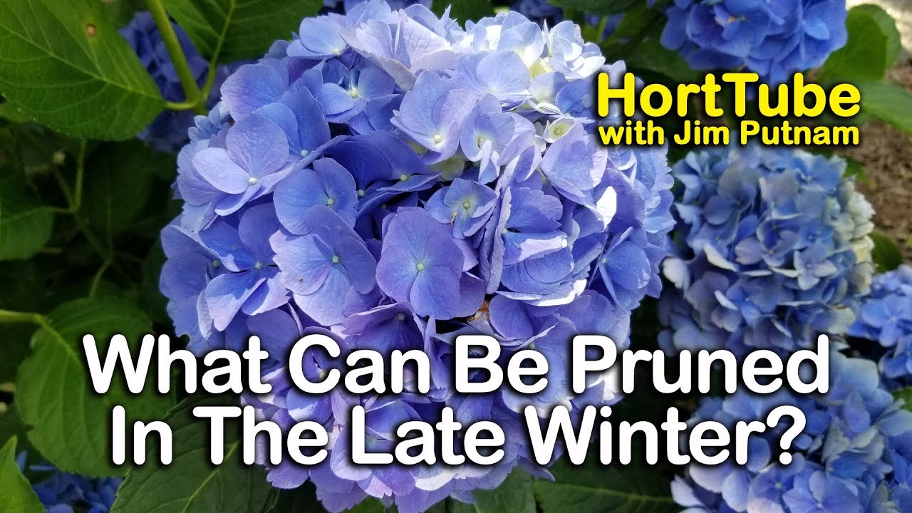 What Plants Can Be Pruned Now? - What Plants Shouldn't Be Pruned Now?
