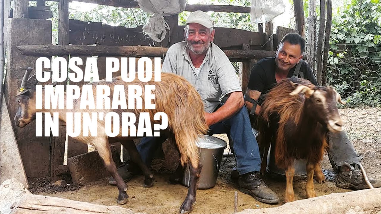 COSA PUOI IMPARARE IN UN'ORA?