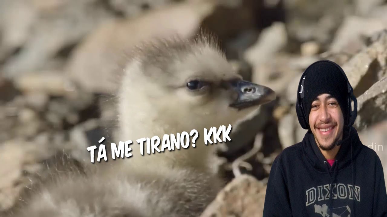 PINTO CAINDO KKKKKKKKKKK (REACT)