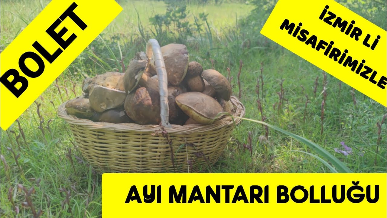 İzmirli Misafirimizle Çok Güzel Bolet Mantarı Bulduk.  Ayı Mantarı, Boletus Aereus,Fesleğen Mantarı