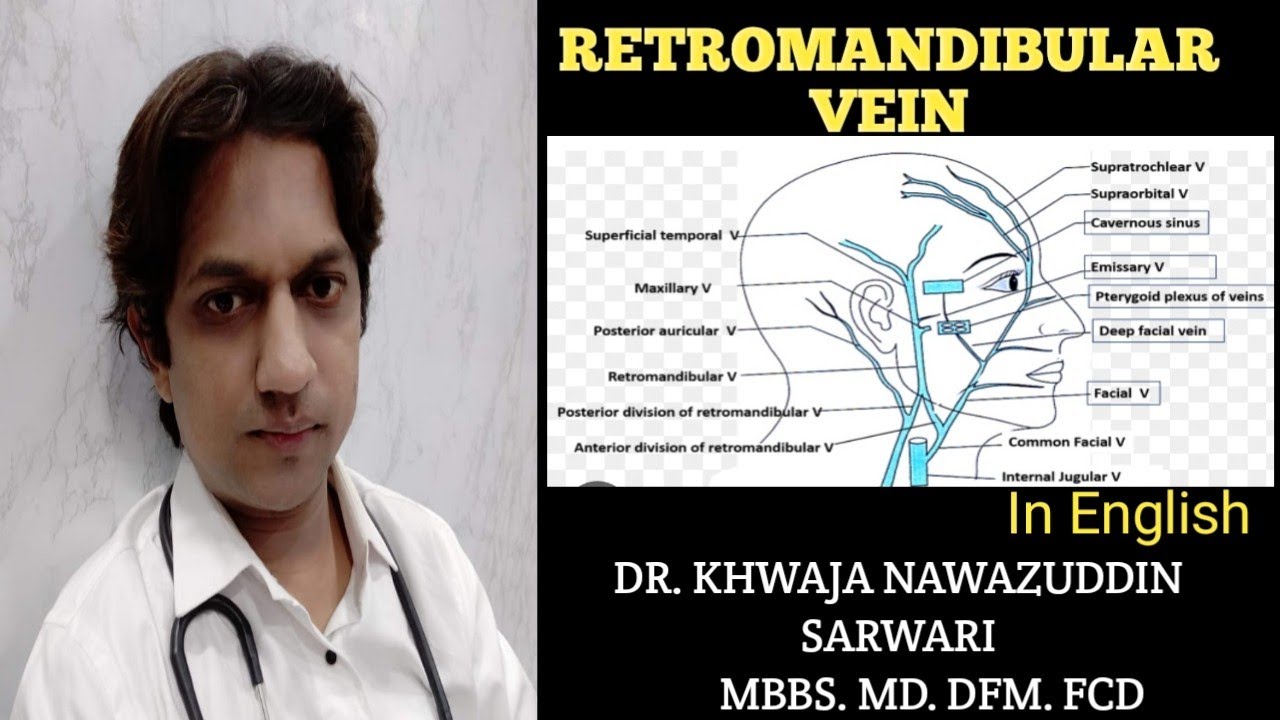Retromandibular Vein | In English | Anatomy |  | Internal jugular vein | MBBS | @Doctors Corner