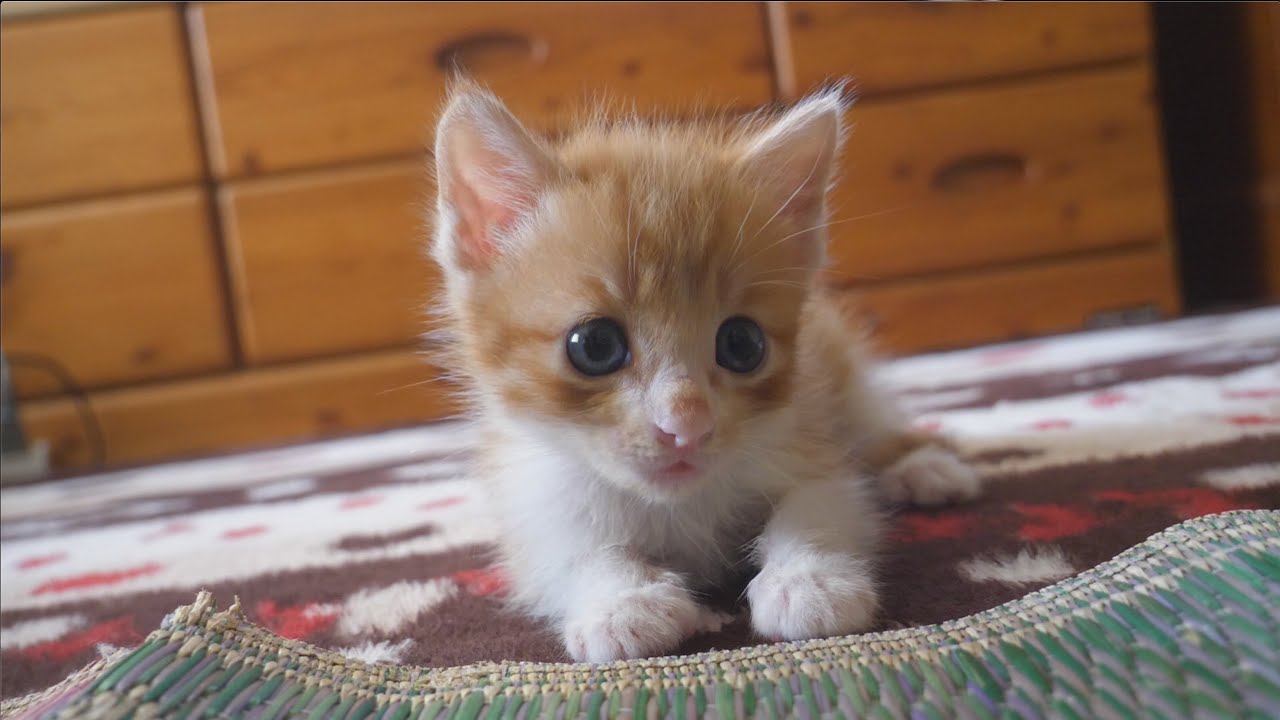 【保護猫】ご飯の後に戯れてくる子猫【保護子猫】