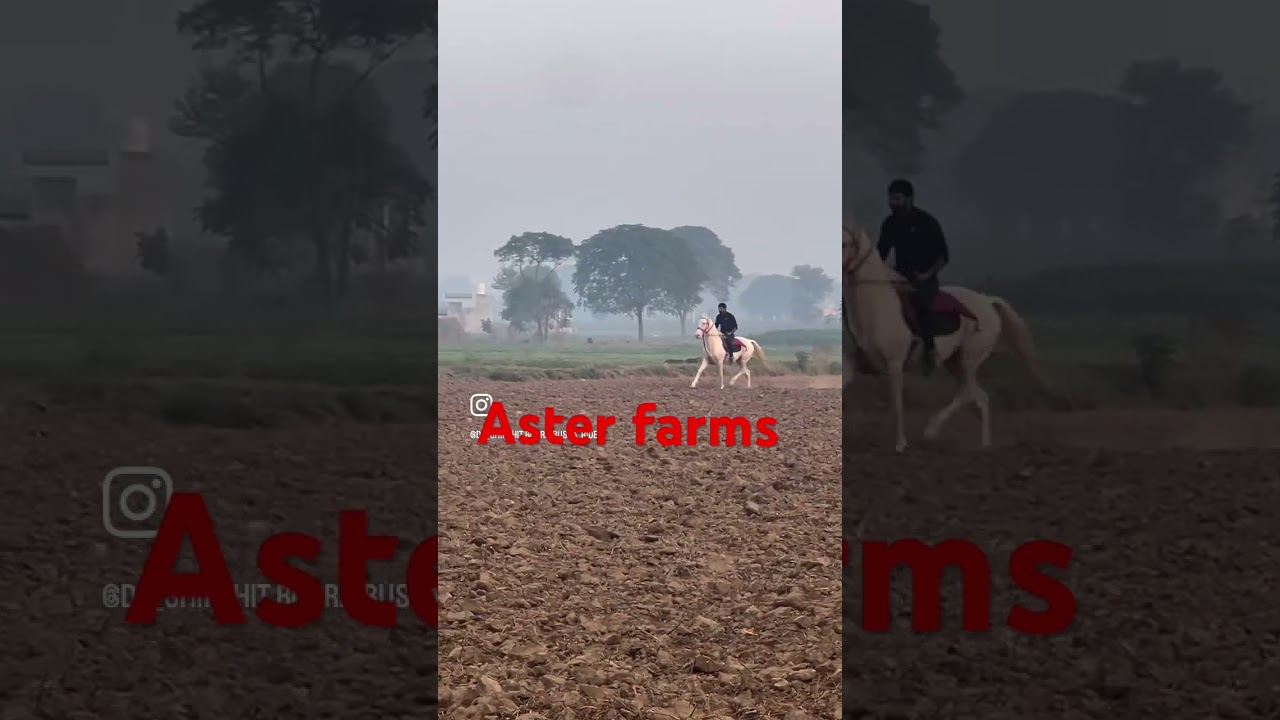 #horsesofinstagram #allindiamarwarihorsesocietyaa #horseenthusiast #horseriding #globalhorses