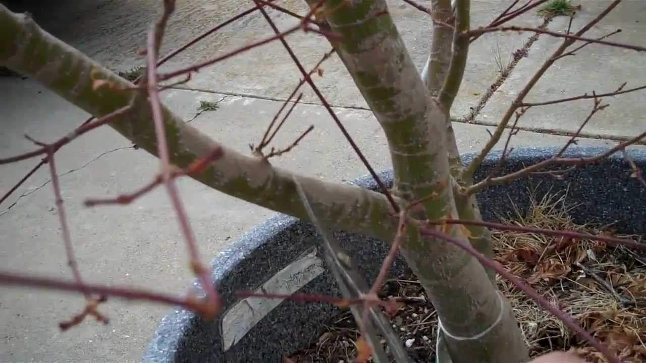 How to Grow Japanese Maple (Acer Palmatum) in a pot. Part III One Year later.mp4