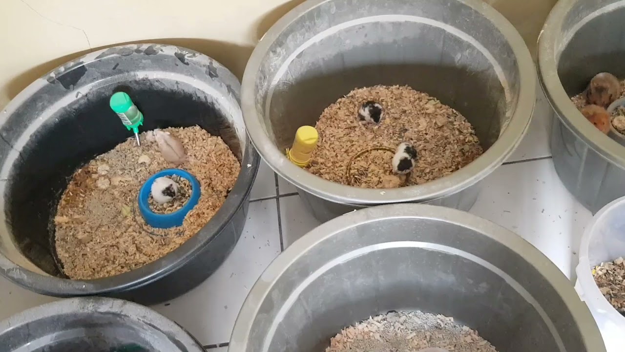 cara ternak hamster, membedakan jantan dan betina pada hamster! EASY! #part1