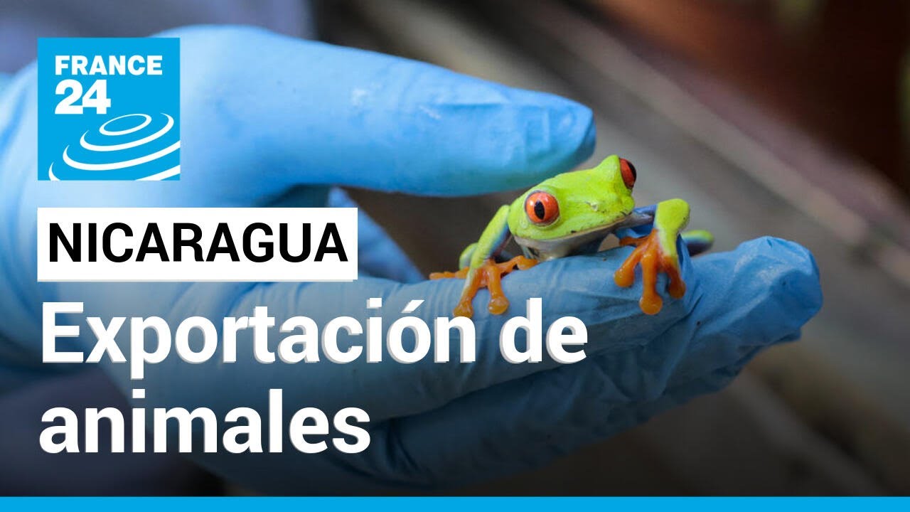 Animales exóticos por correo: Nicaragua exporta sus especies • FRANCE 24 Español