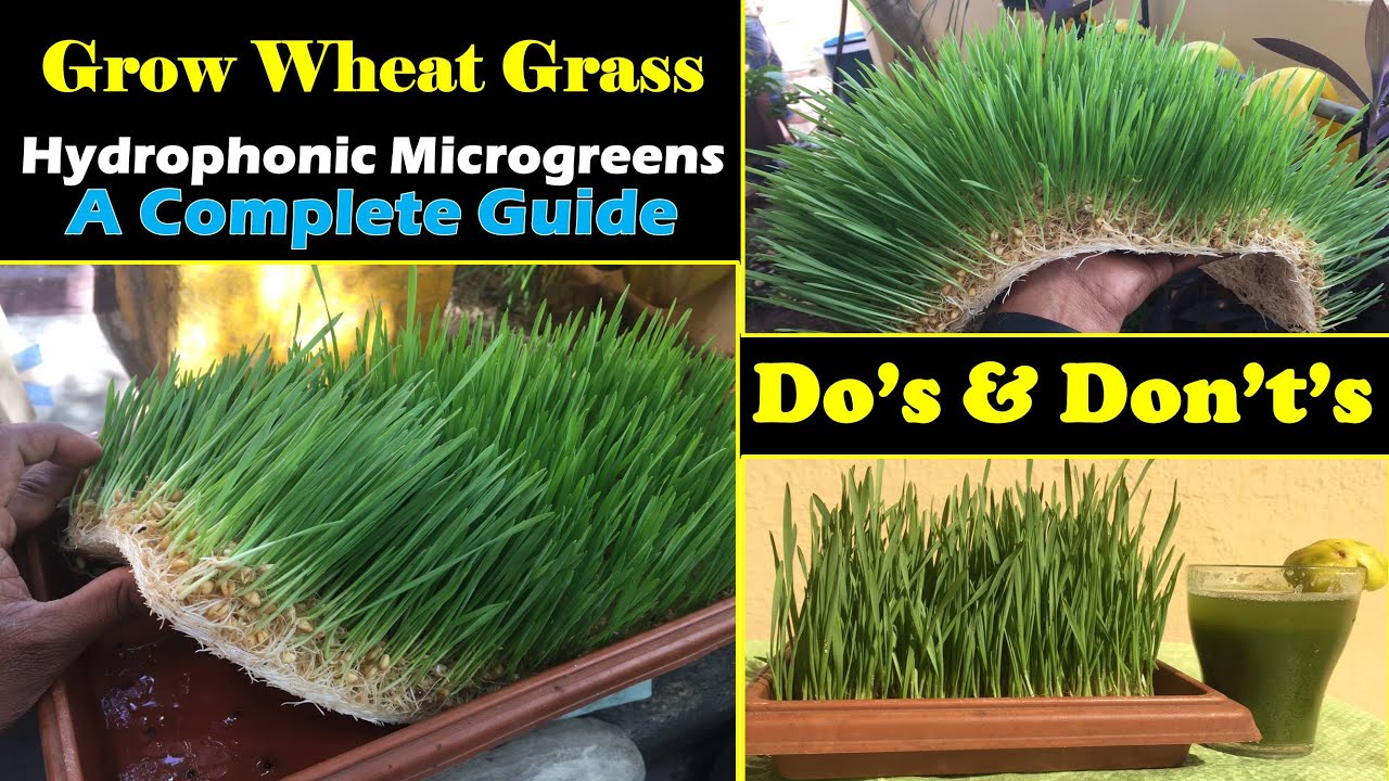 Grow WheatGrass Soilless / How to Grow WheatGrass without mold / Wheatgrass Juice