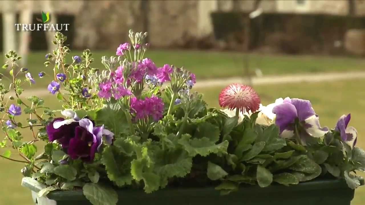 Fleurs bisannuelles: plantation, entretien et jardinières - Truffaut