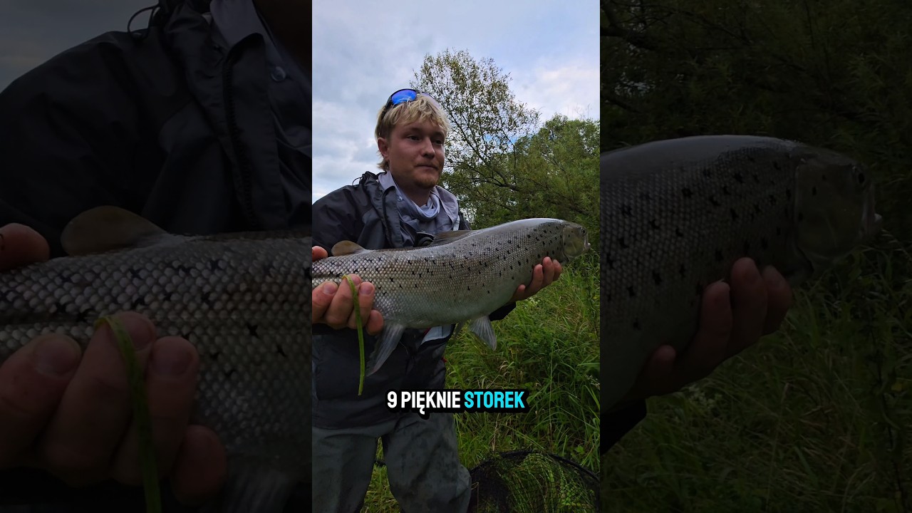 Letnie trocie to inny wymiar wędkarstwa! #wędkarstwo #fishing #trout @Storecki