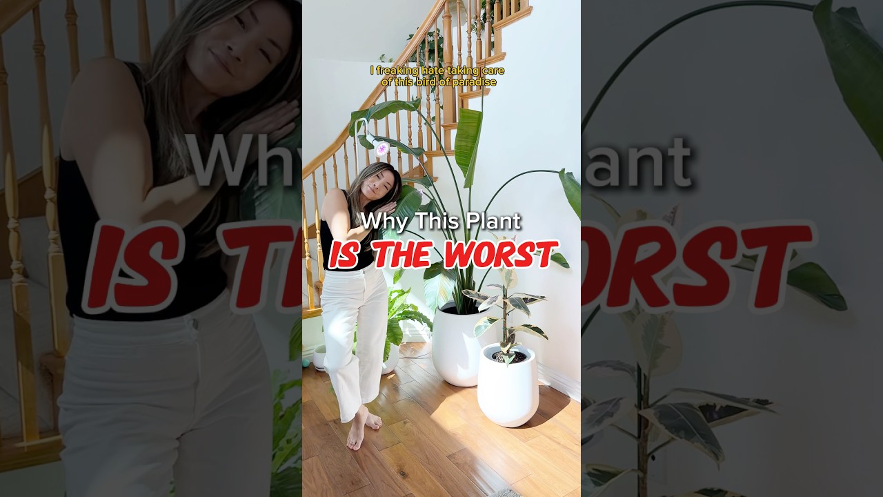 Why this plant IS THE WORST #plants #indoorplants #houseplants #birdsofparadise #plantcare #tips