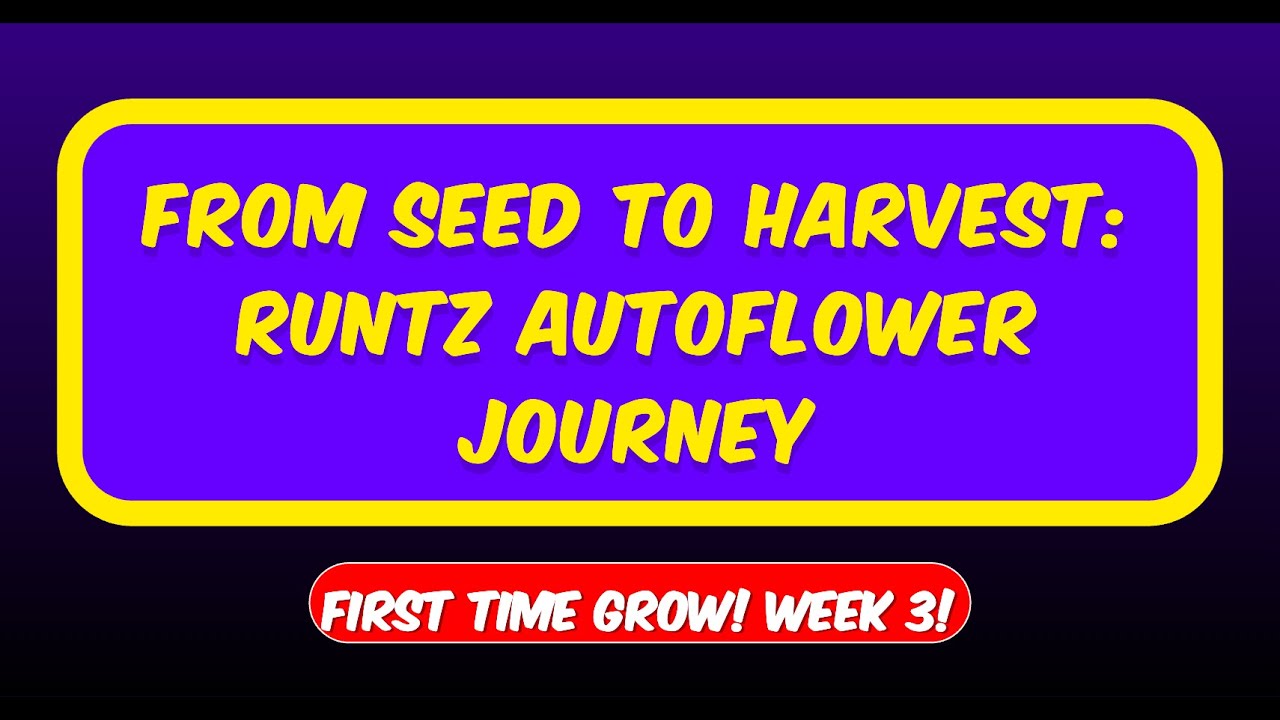 From Seed to Harvest: Runtz Autoflower Journey - Ep.3 