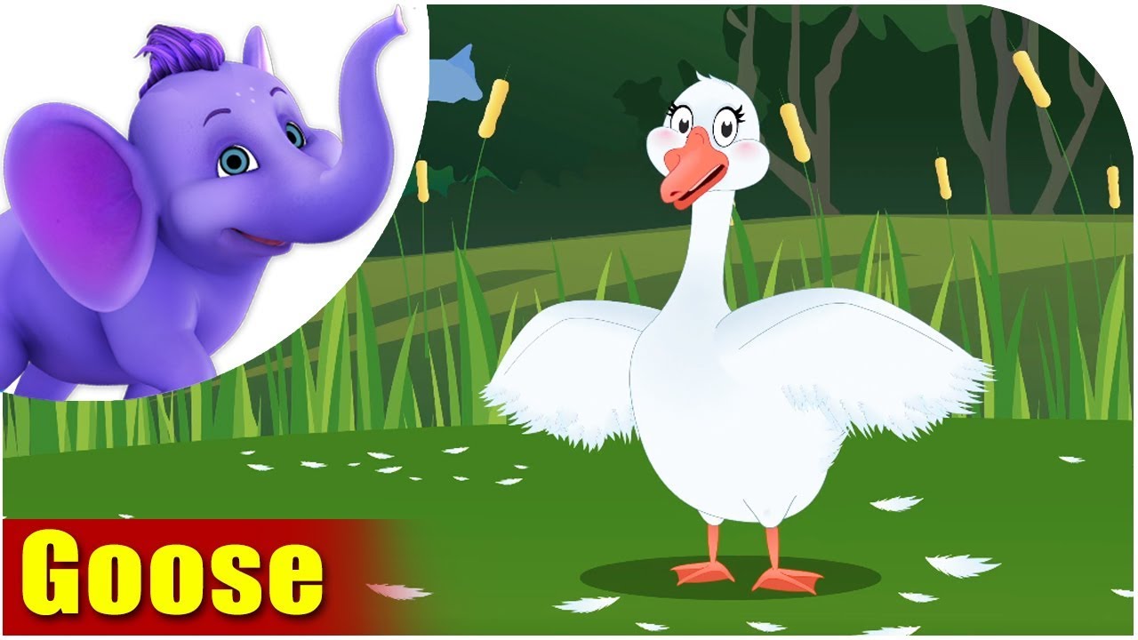 Goose | Song on birds | 4K | Appu Series