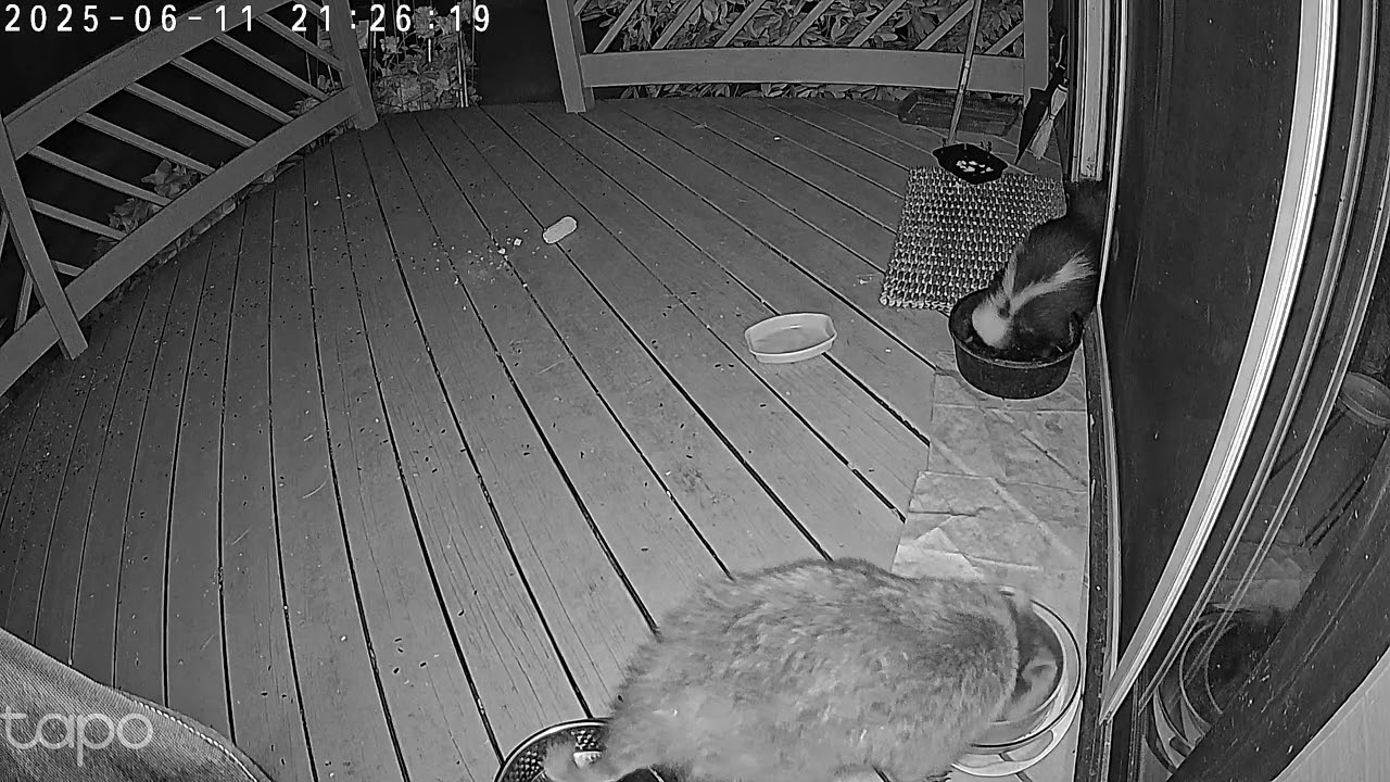 2025 06 11 2124 2129 Raccoon and Skunk
