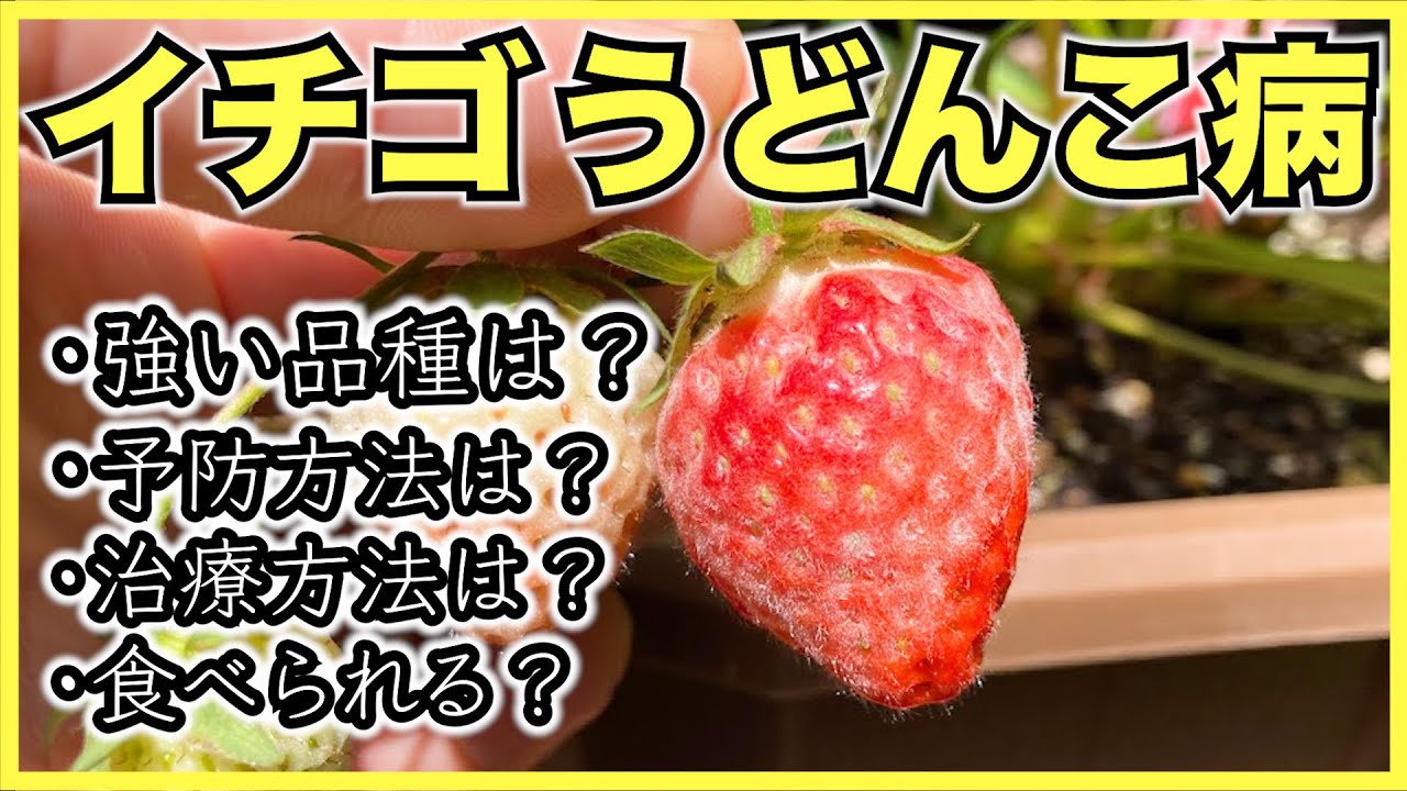 【家庭菜園】いちごのうどんこ病に弱い強い品種は？予防治療方法は？食べても大丈夫？【うどん粉病】