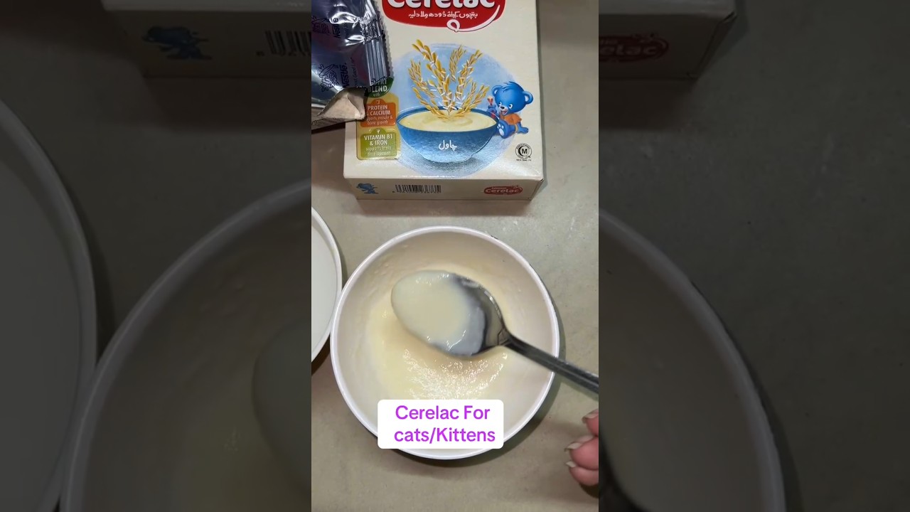 Cerelac for cats & kittens #cat #petfood #persiancat #catfood #food #catcare #kitten #cerelac